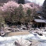 【関東】春のまったり女子旅に。“お花見ができる露天風呂”のある旅館5選