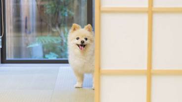 ペット同伴可 / 7