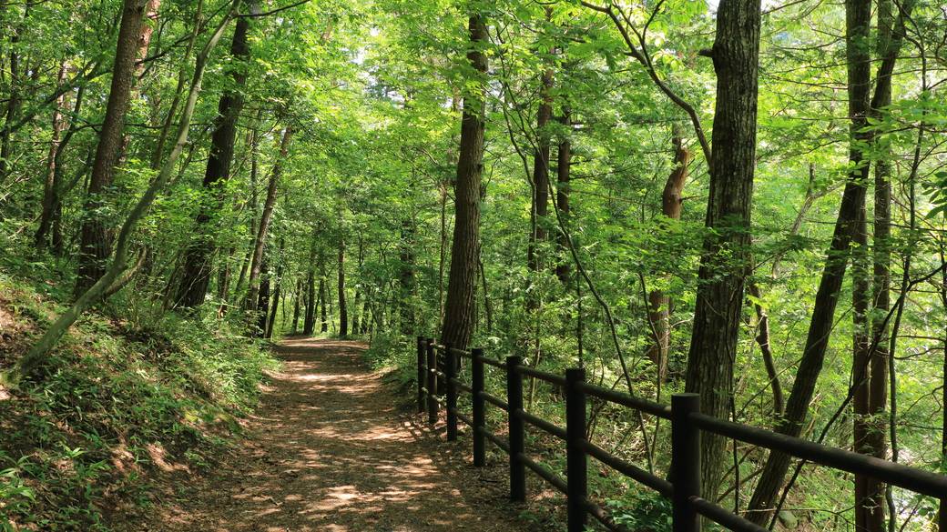 森林浴に出かけて
リフレッシュ / 1