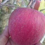 原田農園（ハラダノウエン）