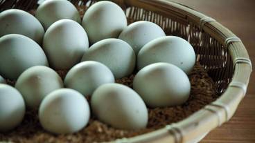 食事・飲み物 / 15