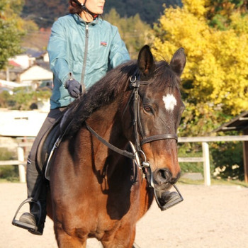 基礎からしっかり学べるから、初心者でも馬を乗りこなせる3405317