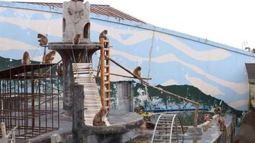 函館市熱帯植物園 サル山 / 6