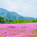 心が華やぐ関東の美景を求めて♡季節限定のお花イベント7選