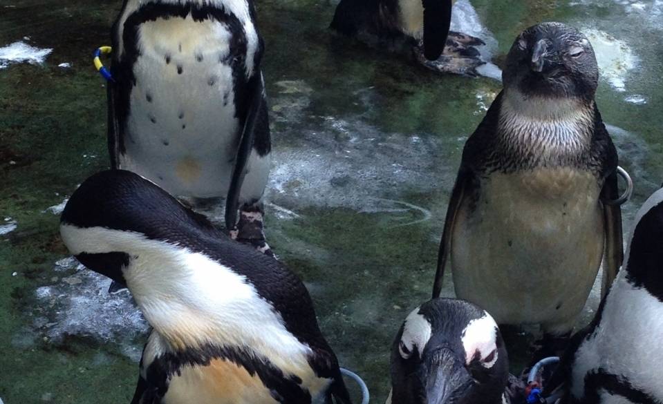 海の生き物に癒される
「みとしー」 / 3