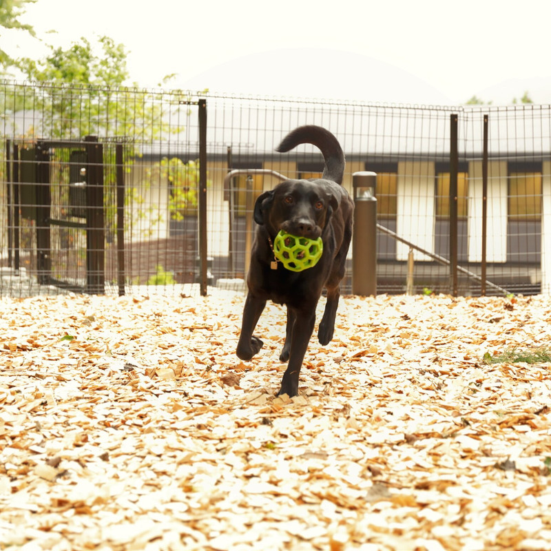 レジーナリゾート箱根仙石原（レジーナリゾートハコネセンゴクハラ） / 1