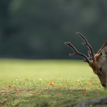 カップルで奈良を訪れるならここがおすすめ！ホテル&旅館10選