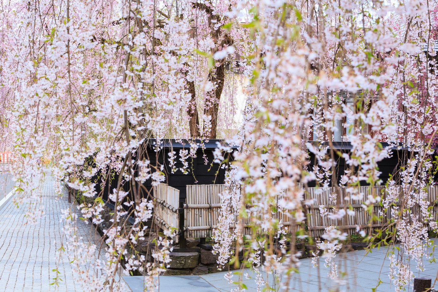 角館のシダレザクラ　秋田県仙北市