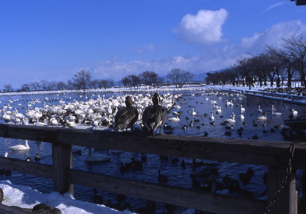 7. 湖を埋め尽くす“白鳥”は大迫力！「瓢湖（ひょうこ）」1737424