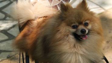 テラス / パティオ / 8