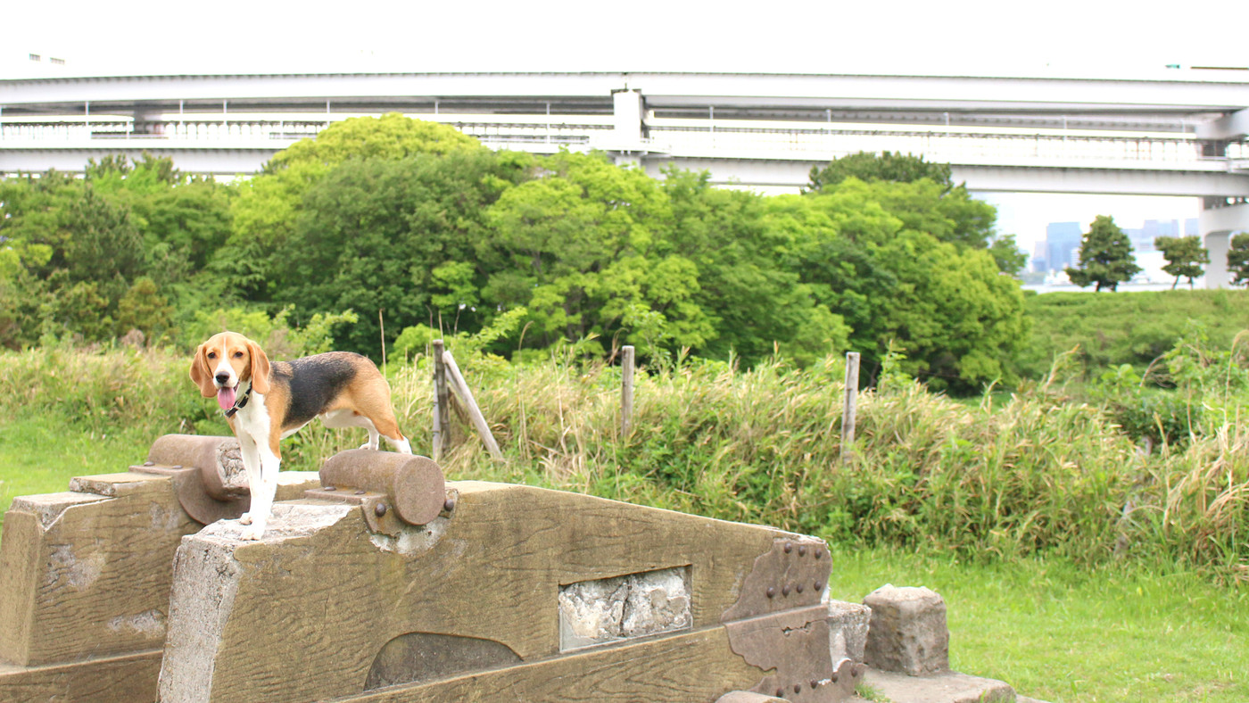 お台場の公園でスマイル