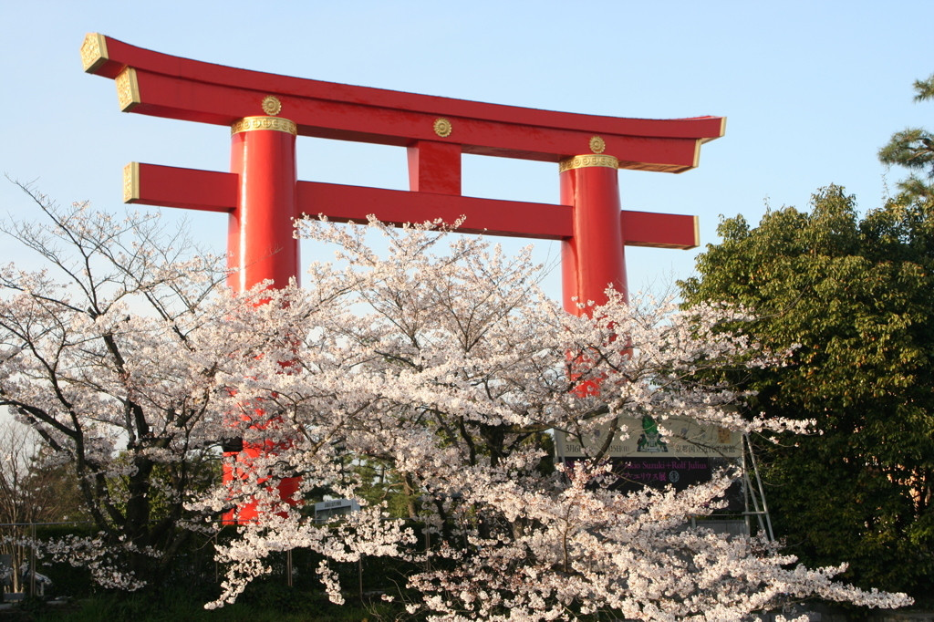 平安神宮を中心にめぐる桜の名所1010508