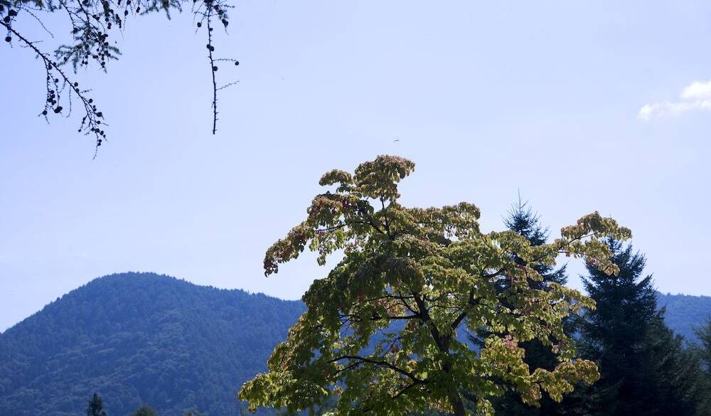 森林浴に出かけて
リフレッシュ / 4