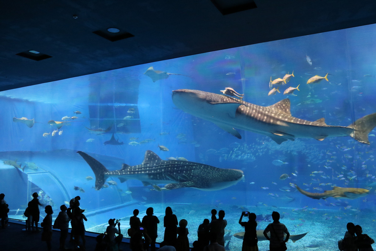 沖縄美ら海水族館のジンベエザメ