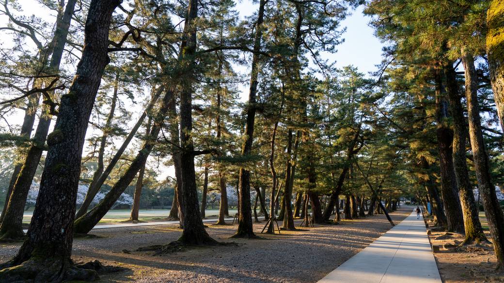 出雲大社の参道 / 4
