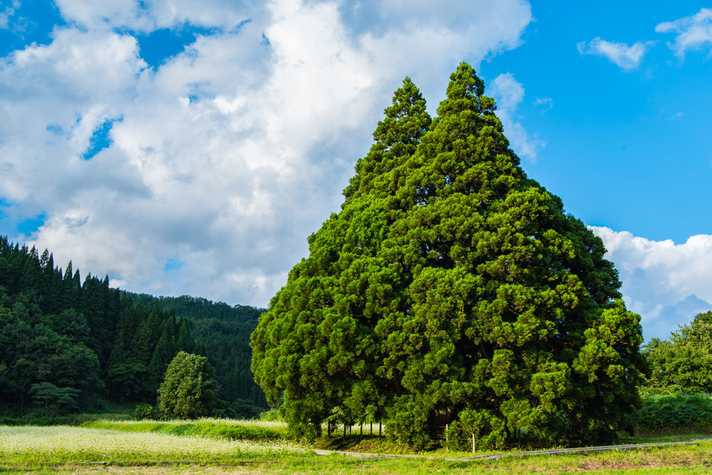 小杉の大杉2488603
