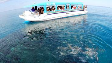 体験「グラスボート」 / 1