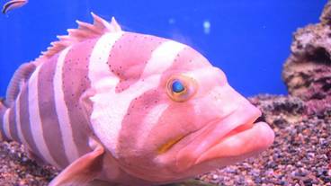 観光スポット / 12