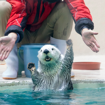 キュートなラッコに胸キュン♡4241107