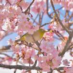 兵庫県で桜の絶景を！一度は行きたいおすすめのお花見スポット9選