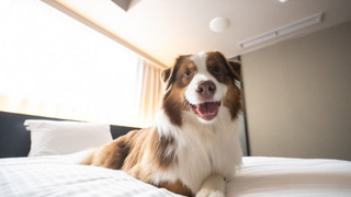 [Dog Friendly] スーペリア ツイン 禁煙