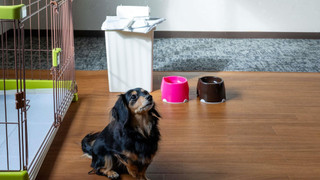 クラシック ルーム シングルベッド 2 台 (Dog friendly)