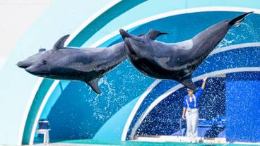 パフォーマンス / 7