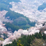 一度は見てみたい！世界遺産。奈良県・吉野山の千本桜