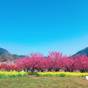 春爛漫【カード決済限定・１０％オフ】花見山や花ももの里への散策後は温泉とバイキング！ | 飯坂温泉 飯坂ホテルジュラク