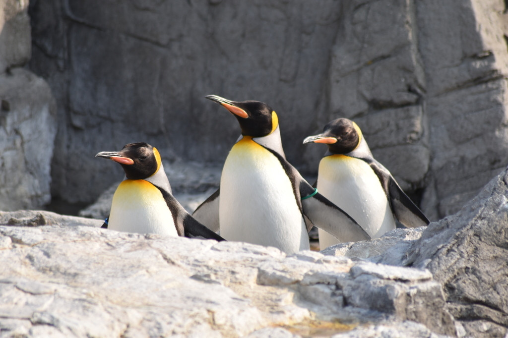 2．ペンギン1499118