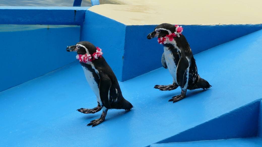 仲良くお散歩中のペンギン / 4