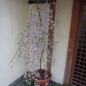 禿庵（かむろあん）（京都府 旅館） / 3