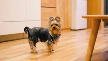 ペット同伴可 / 3