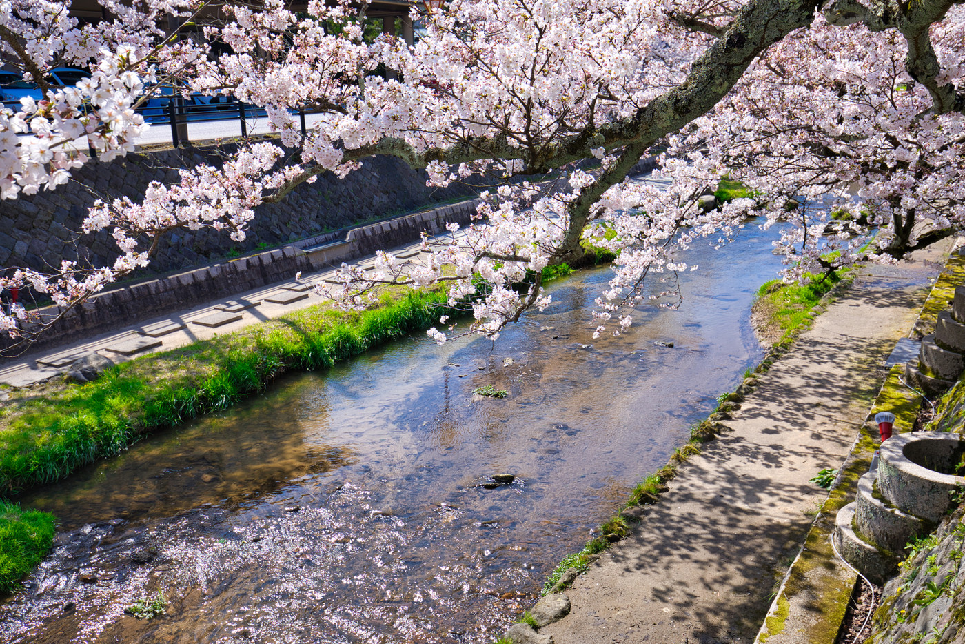 春の玉造温泉　玉湯川