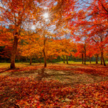 秋を彩る雄大な自然美！北海道のおすすめ紅葉スポット7選