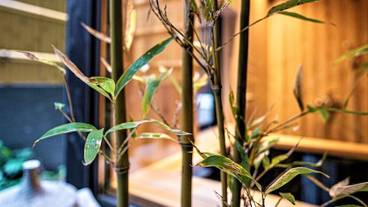 ガーデン ビュー / 12