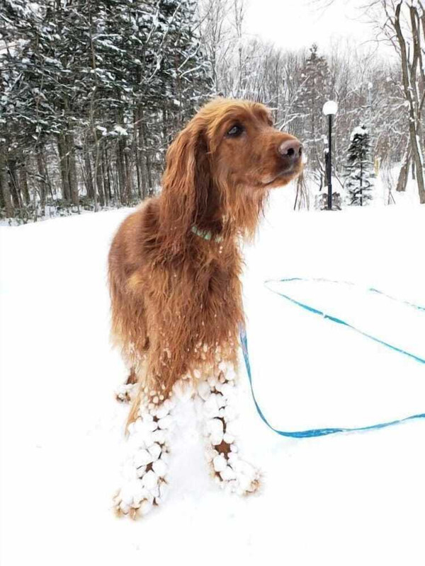 スノー スポーツとスキー