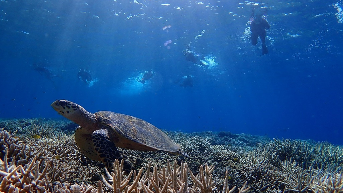 世界遺産に認定された「西表島」を楽しみ尽くそう3653846
