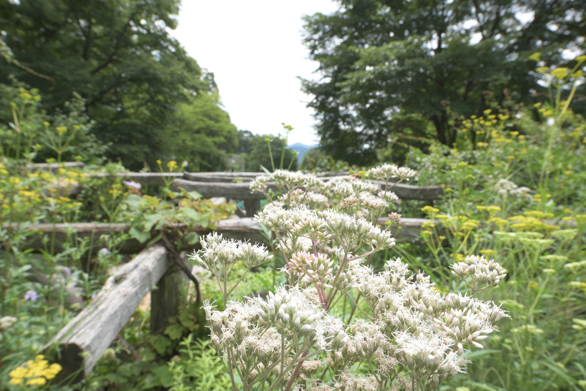 萌木の村の自然(2)
