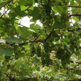 つぐら舎(ツグラシャ)