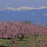 辺り一面が桃色の絨毯。日本の「桃源郷」を見る春の山梨観光
