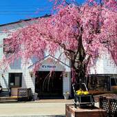 バックパッカーズホステル ケイズハウス富士ビュー（山梨県 ゲストハウス・ホステル・ドミトリー） / 4