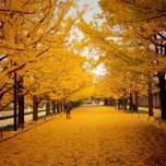 東京の銀杏並木を歩こう！黄金に輝く美しいスポット6選