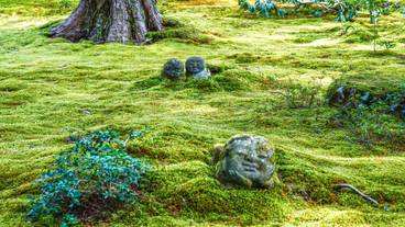 大原三千院 庭園 / 2
