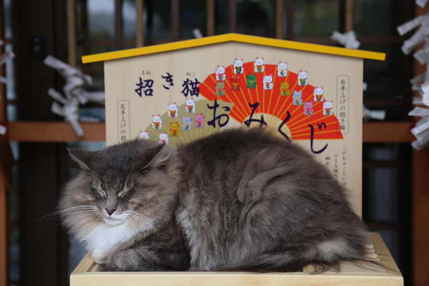 なんだか癒されてしまう、猫がもつ不思議な力4090788
