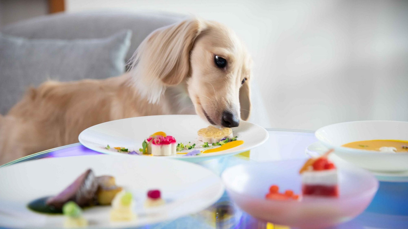 愛犬用バスローブorシェフ特製コースが選べるプランは誕生日に◎3927582