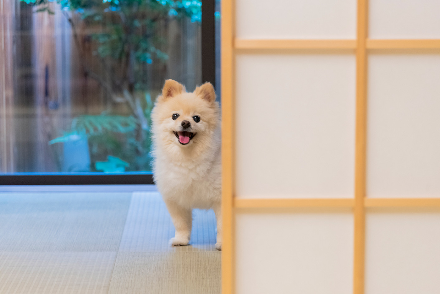 愛犬もご機嫌♪リフレッシュにぴったりな関西の宿をご紹介4263759