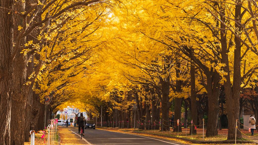 北海道大学で有名なポプラ並木 / 5