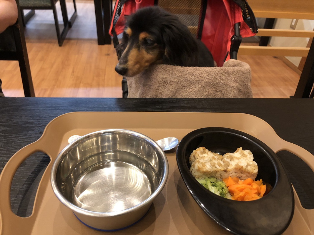 ペットの食事　わんバーグ