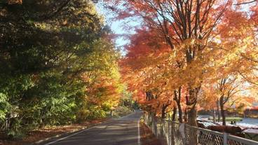 マウンテン ビュー / 12